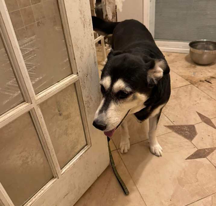 Photo of Lulu
