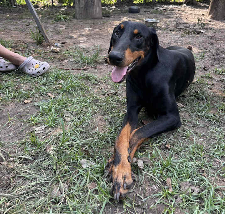 Photo of Draco