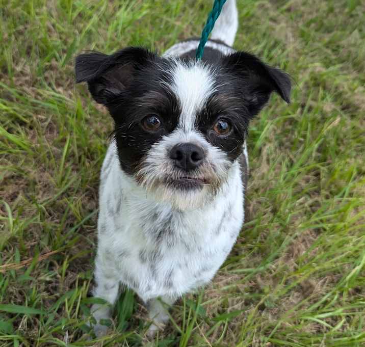 Photo of Mozzie