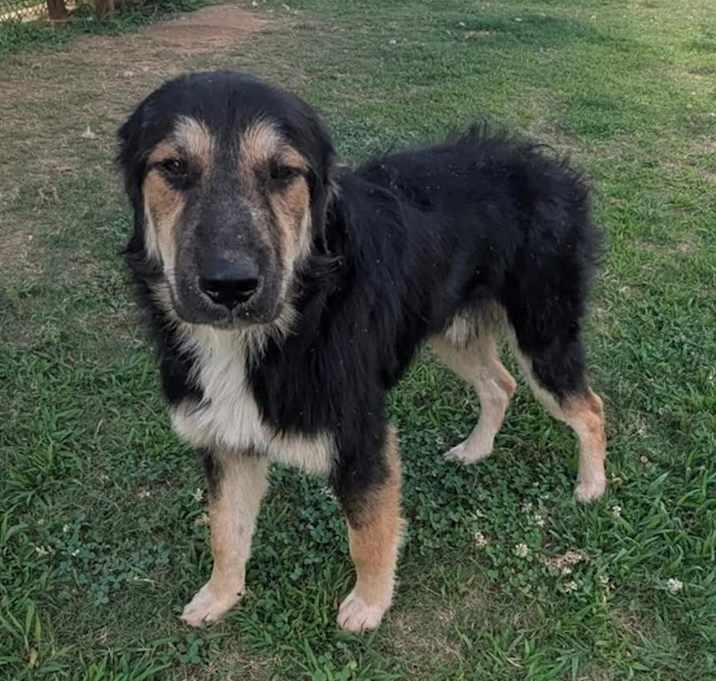 Photo of DREW ★ Available NOW - ADOPTION or RESCUE!