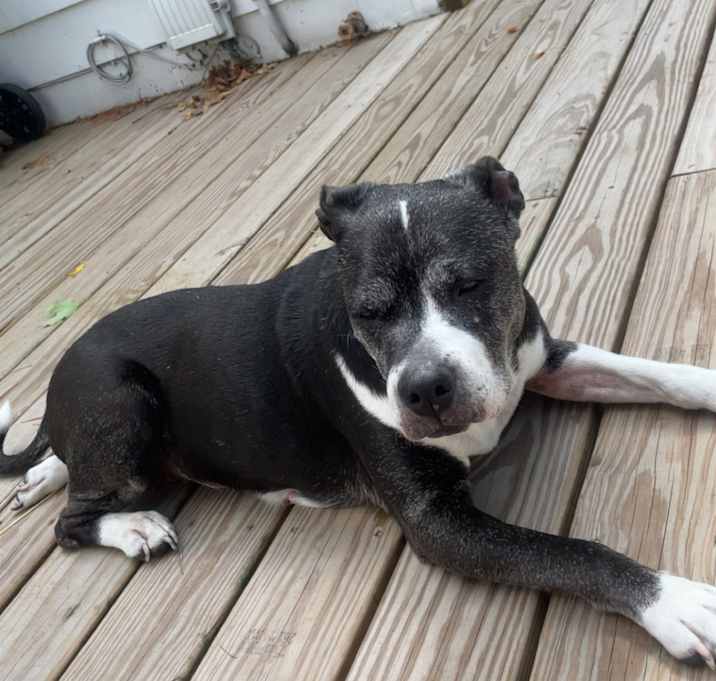Photo of Lady