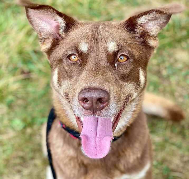 Photo of Stella