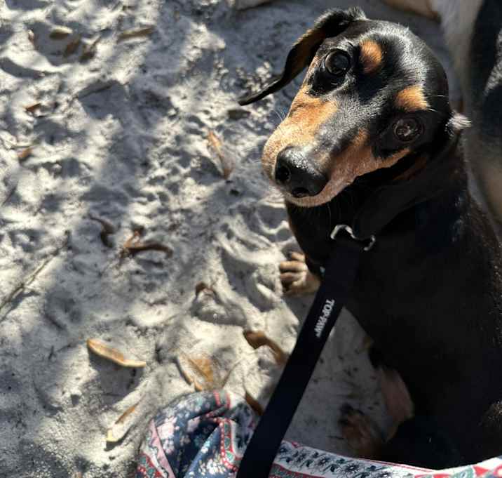 Photo of Rocky