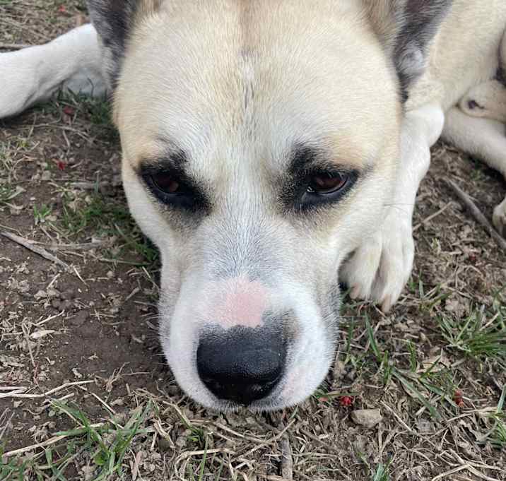 Photo of Max