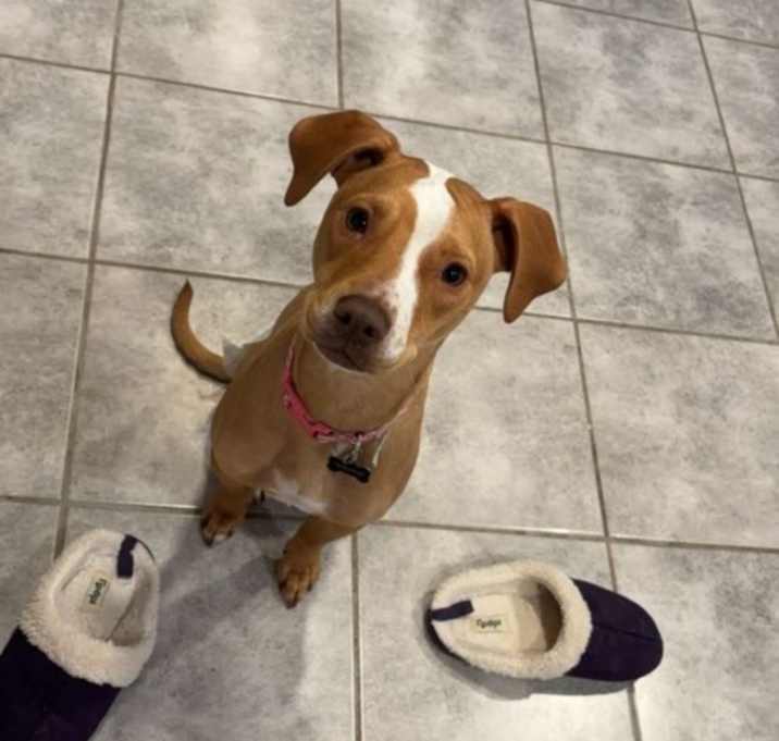 Photo of Willow