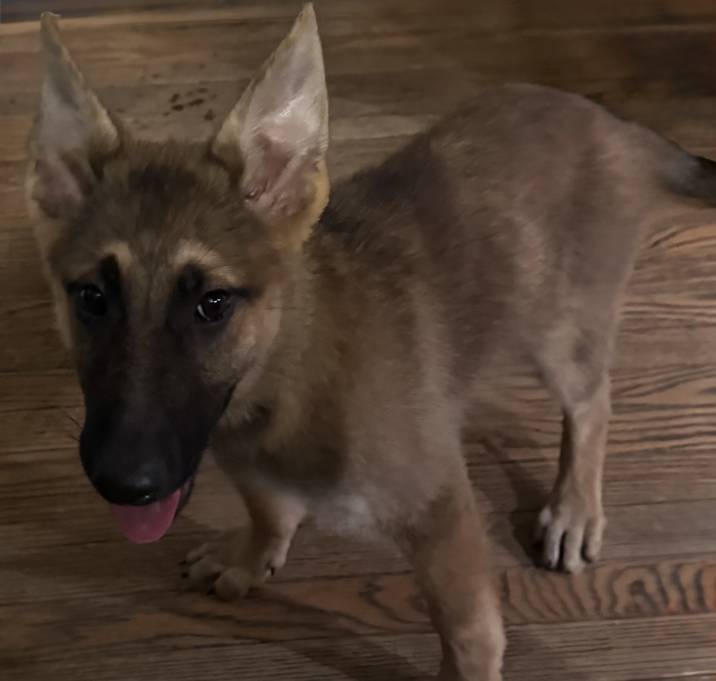 Photo of Isabella