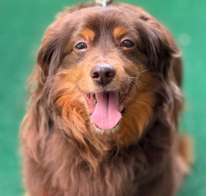 Photo of Chester