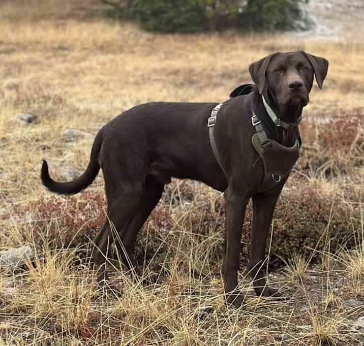 Photo of Trigger