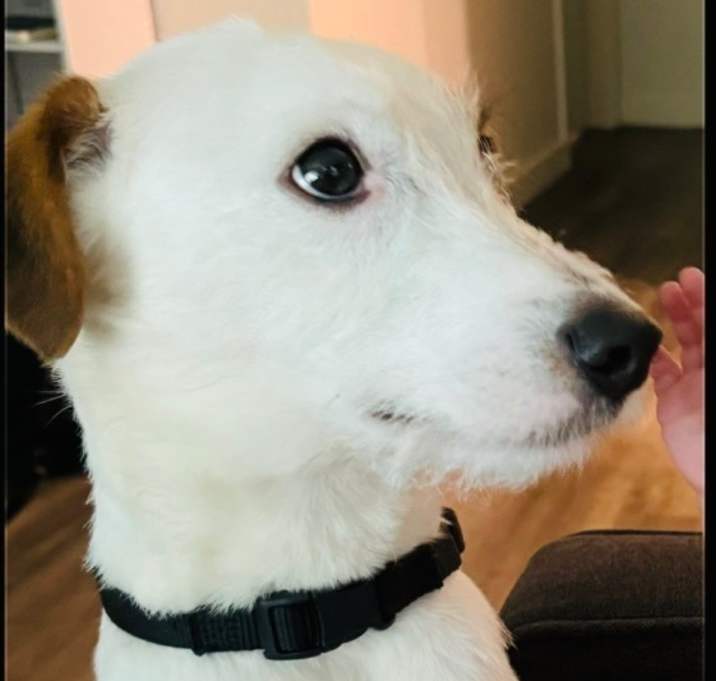 Photo of Ollie