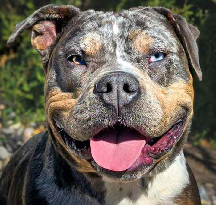 Photo of Marvelous Ms Mon Cheri ~ Classic American Bully