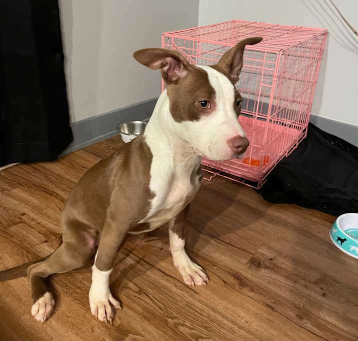 Photo of Coco