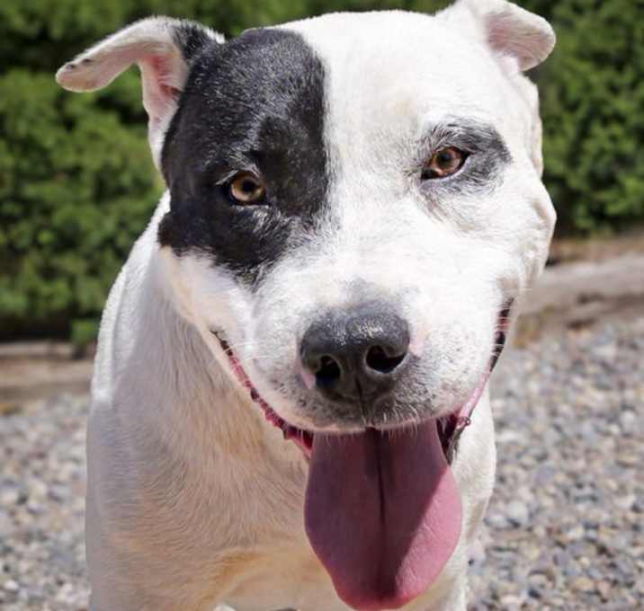 Photo of Outrageous Mr Onks ~ American Bully
