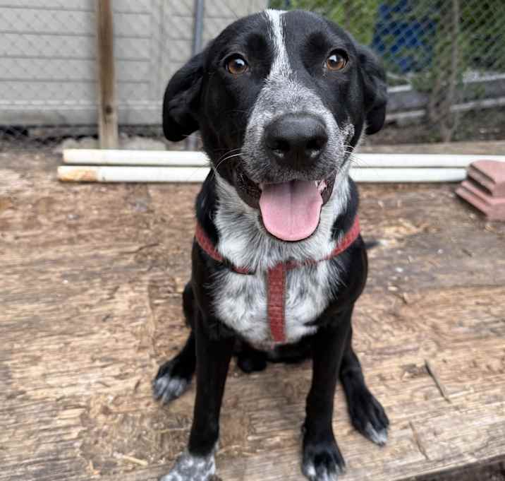 Photo of Bear