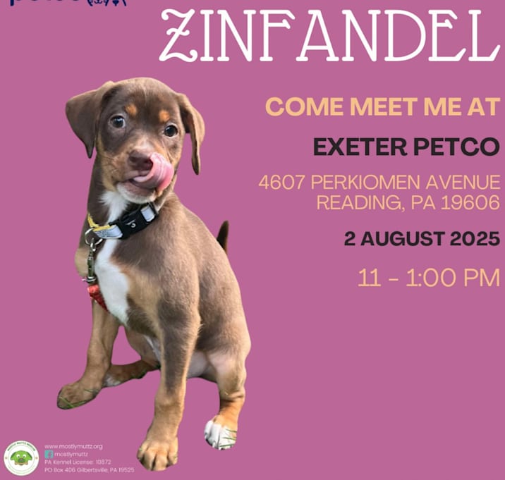 Photo of Zinfandel