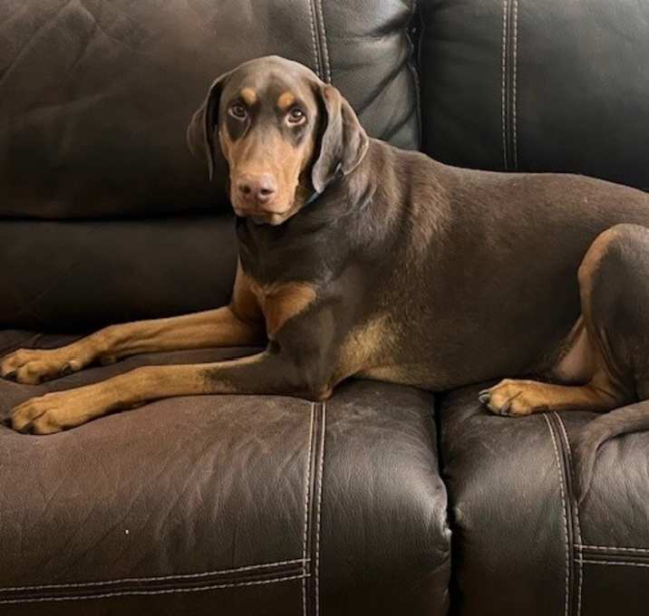 Photo of Virgil
