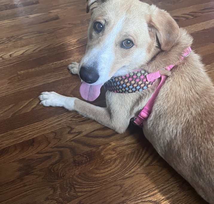 Photo of Daisy