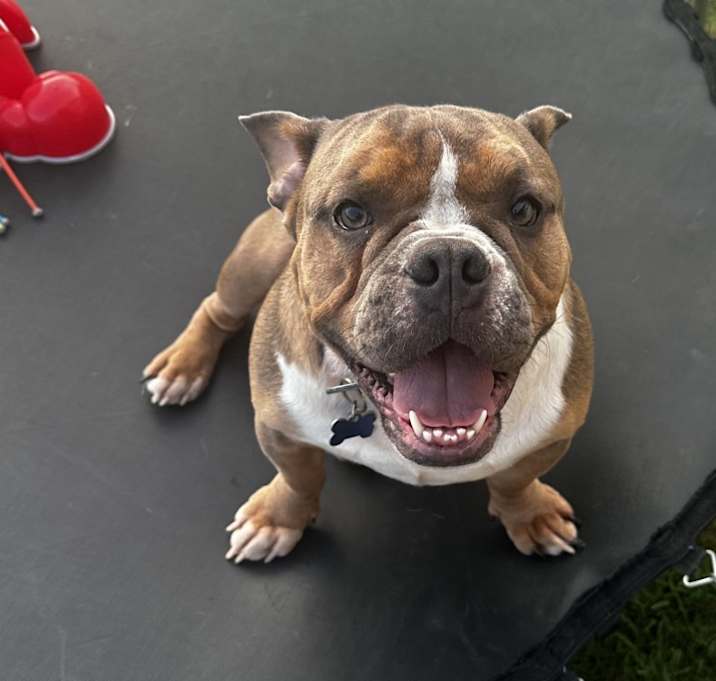 Photo of Rex