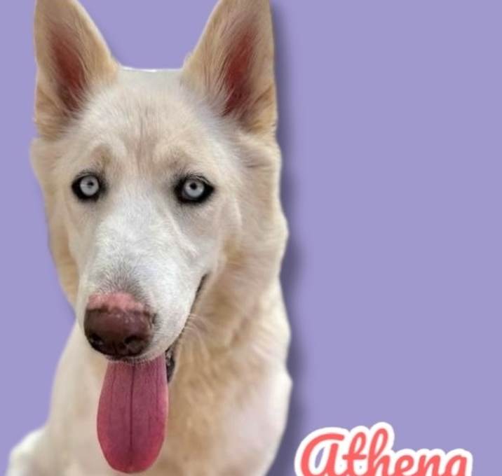 Photo of Athena