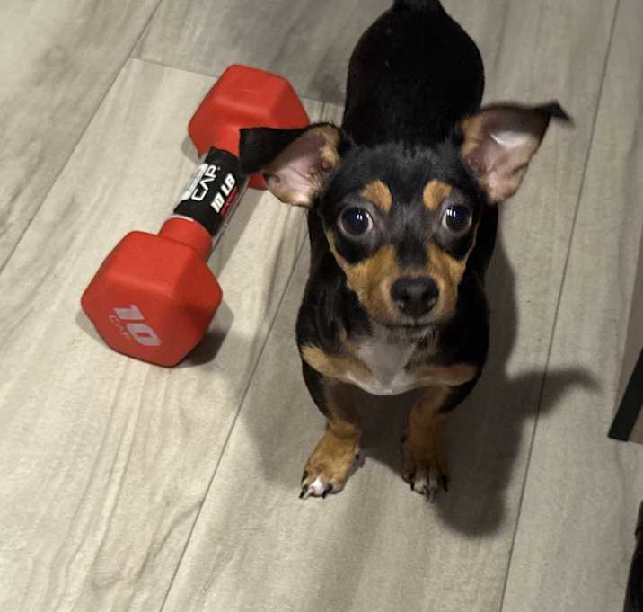 Photo of Shorty