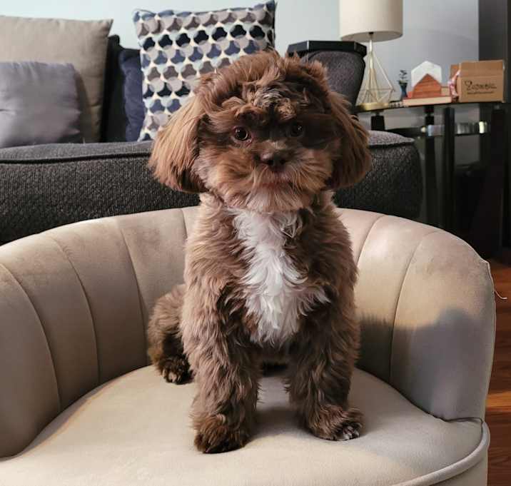 Photo of Louie