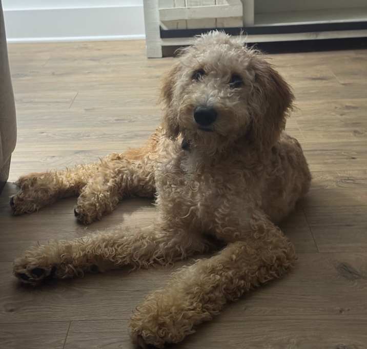 Photo of Nala