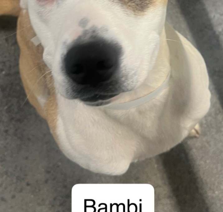 Photo of Bambi B717