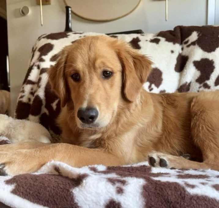 Photo of Skipper