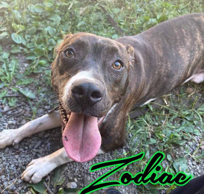 Photo of Zodiac