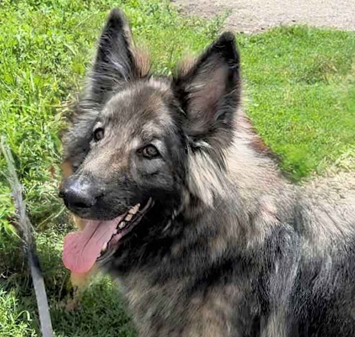 Photo of Blaze