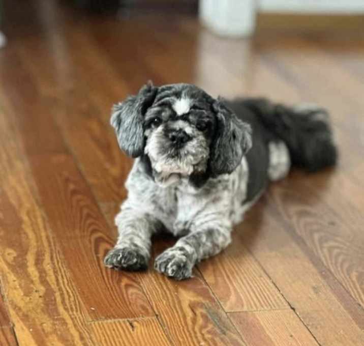 Photo of Bruno