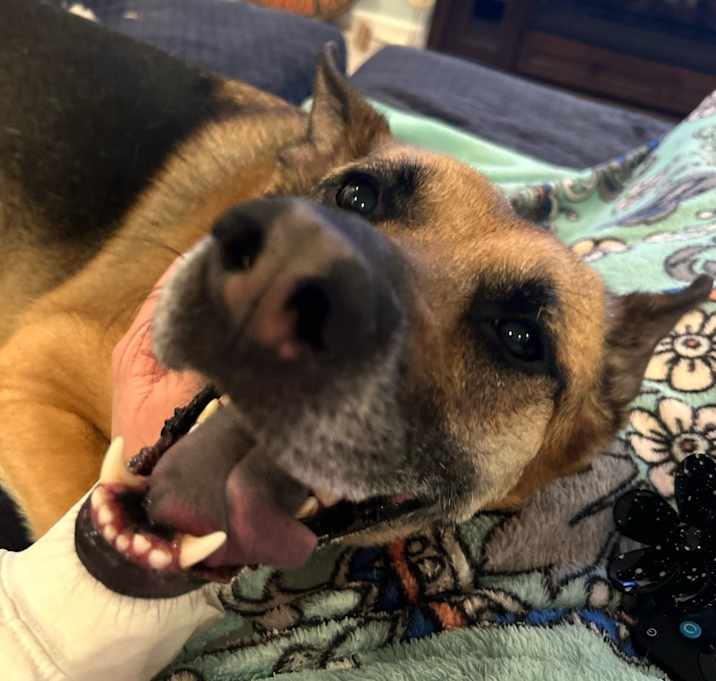 Photo of Maisey