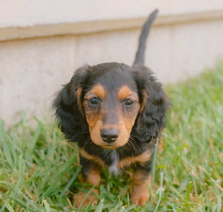 Photo of Cosmo
