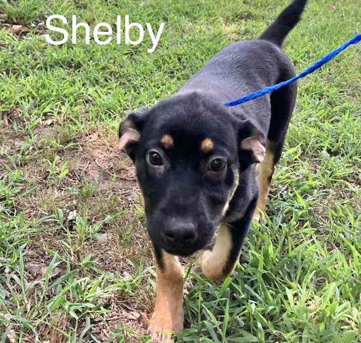 Photo of Shelby 1 meet me 7/19