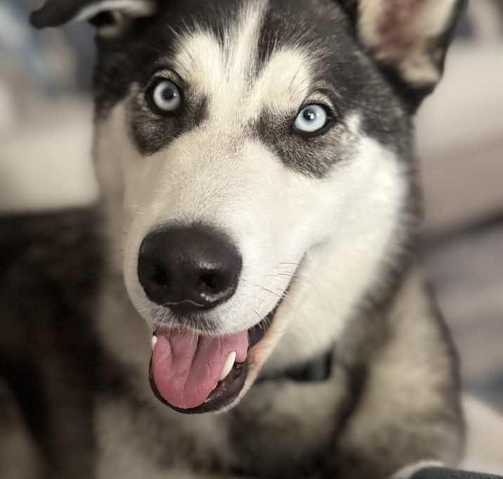 Photo of Ace