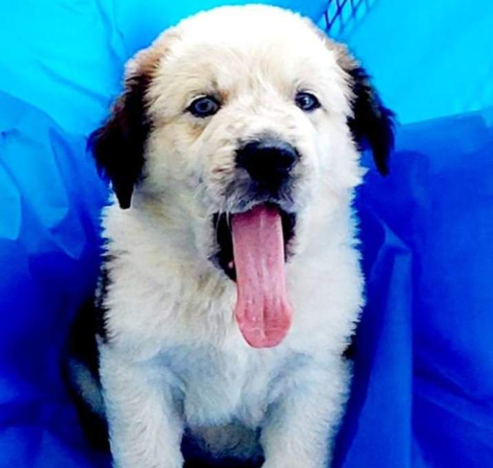 Photo of Chili Adoption Pending