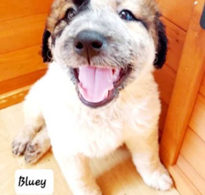 Photo of Bluey Adoption Pending