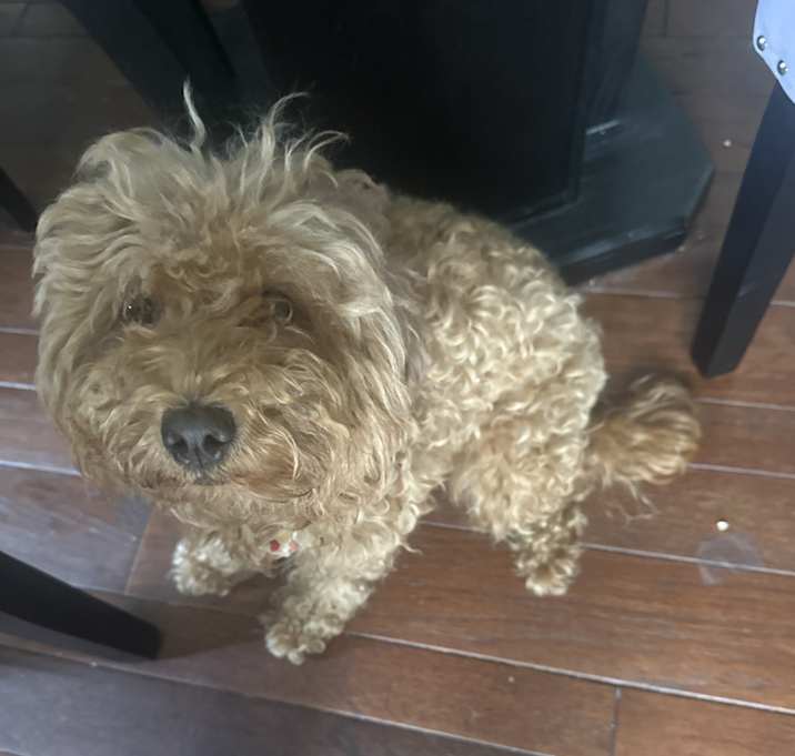Photo of Sweetie Pie