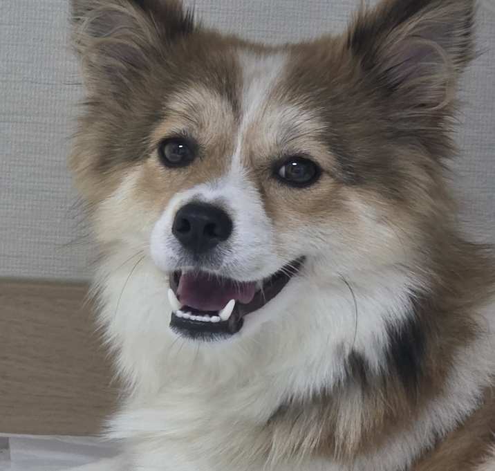 Photo of Allo
