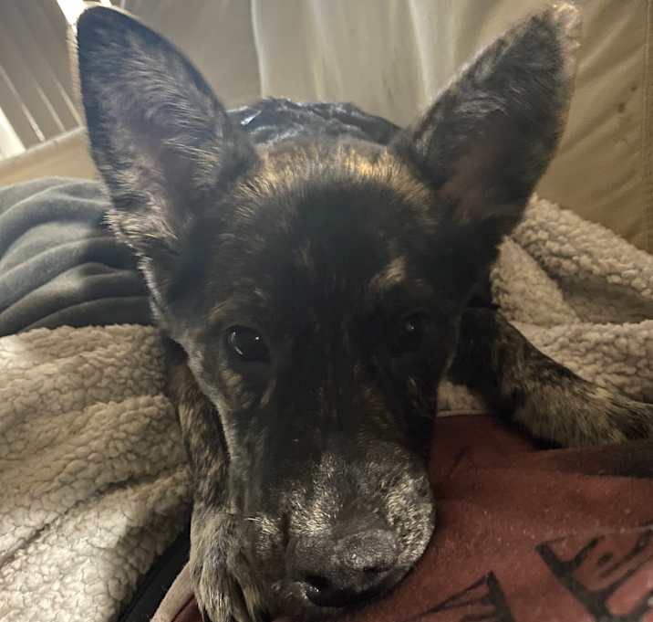 Photo of Roxy