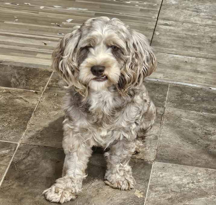 Photo of Truffles
