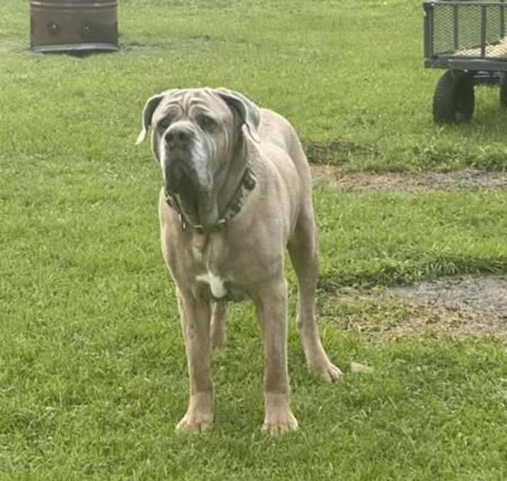 Photo of Romeo