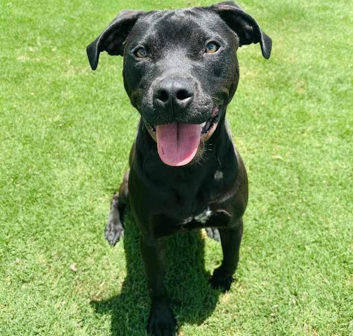 Photo of Shadow 25-06-176