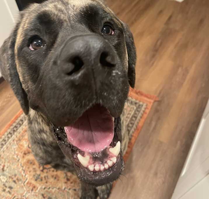 Photo of Hank