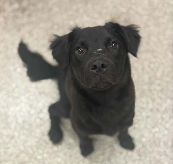 Photo of Petey