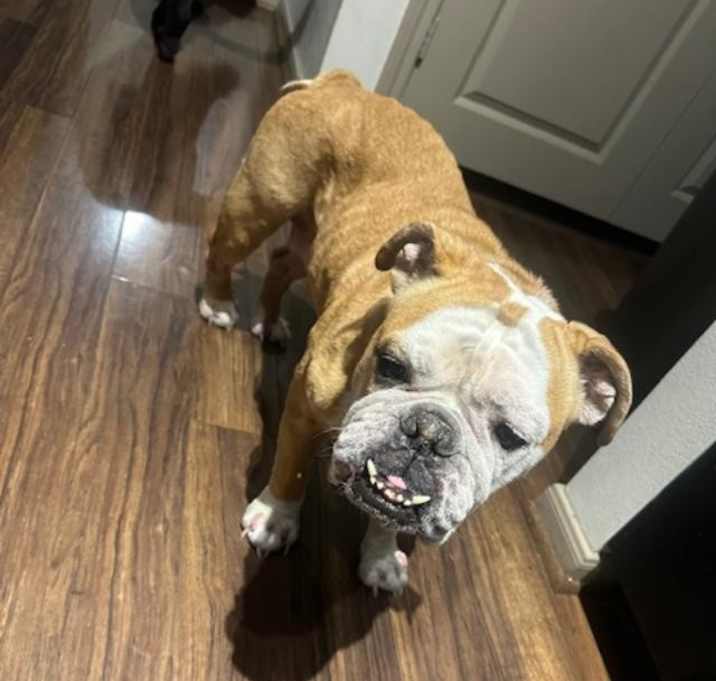 Photo of Bailey