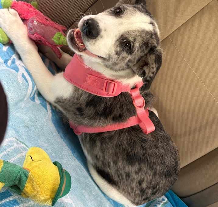 Photo of Lily