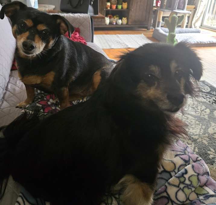 Photo of Roxie Rosie