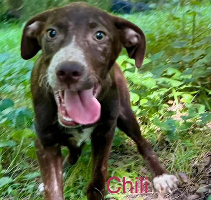 Photo of Chili