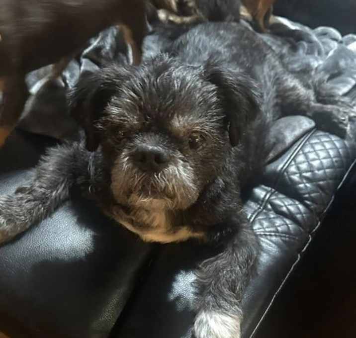 Photo of Bubby