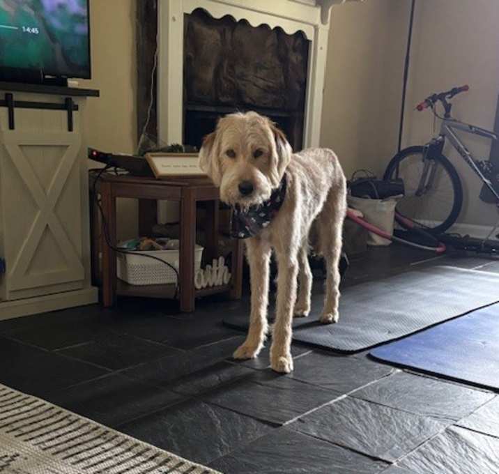 Photo of Blue Blue / Max